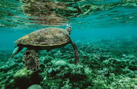 Soon to fund conservation!